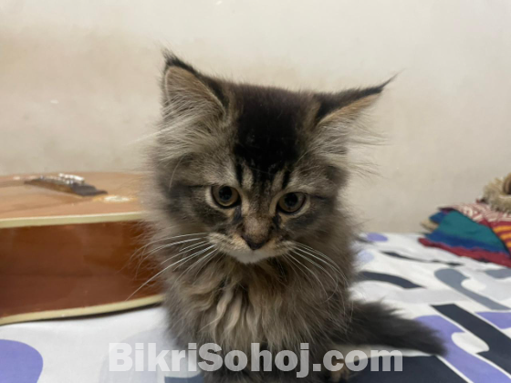 Pure persian breed kitten